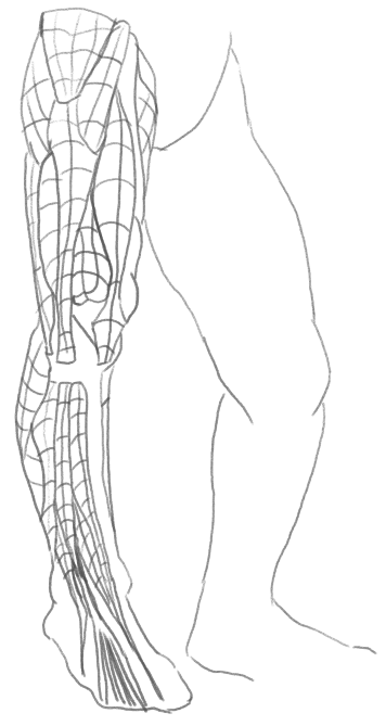 LegAnatomy