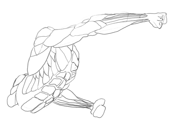 MaleAnatomy
